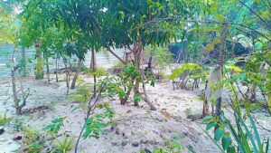 Land Sale Kattankudy Arayampathy