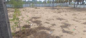 Land Sale Palamunai
