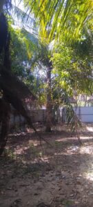 Land Sale Palamunai Kattankudy