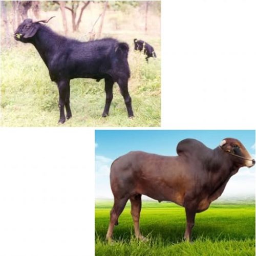 AKEEKA