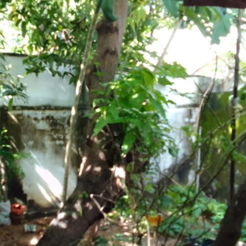 HOUSE-SALE-KATTANKUDY-5649-5