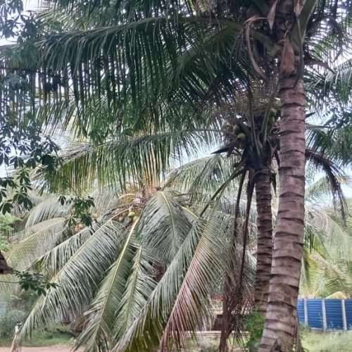 LAND-SALE-ARAYAMPATHY-5939-6
