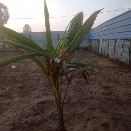 LAND-SALE-ERAVUR-5989-4