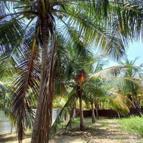 LAND-SALE-KARBALA-5838-5