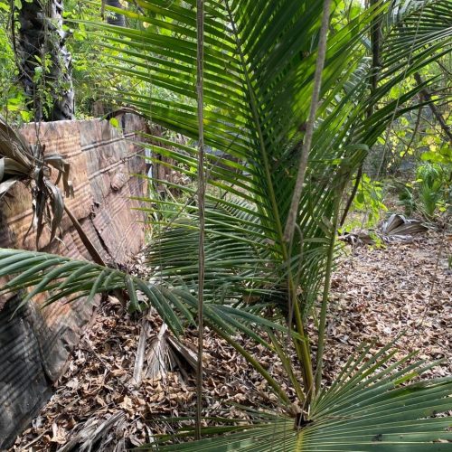 LAND-SALE-KATTANKUDY-5955-3