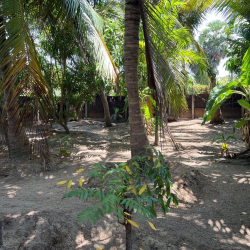 LAND-SALE-KATTANKUDY-6093-1