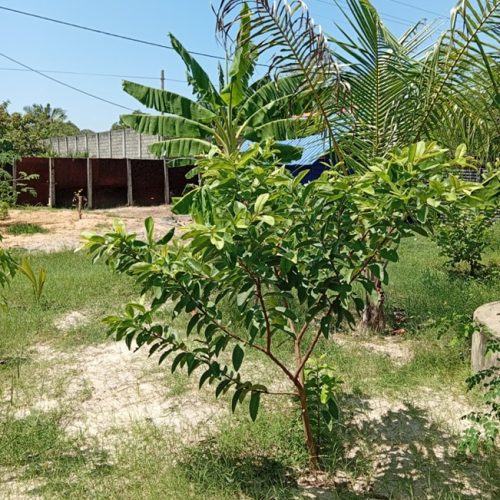 Land Sale Kattankudy