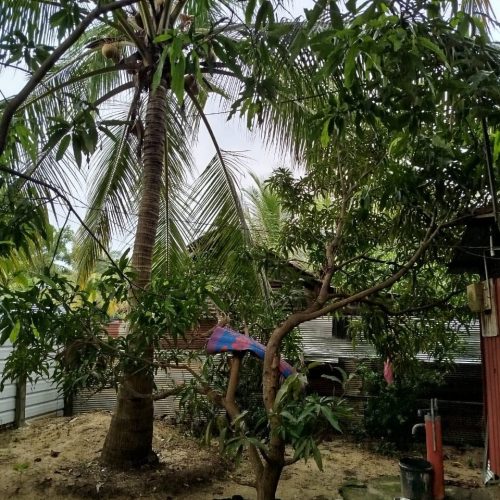 Land Sale Kattankudy Karbala