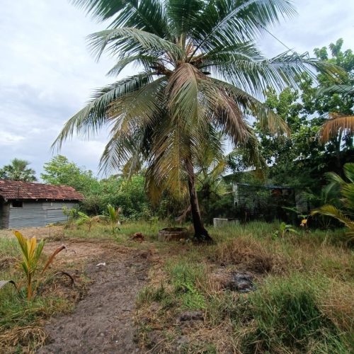 Land Sale Ollikkulam