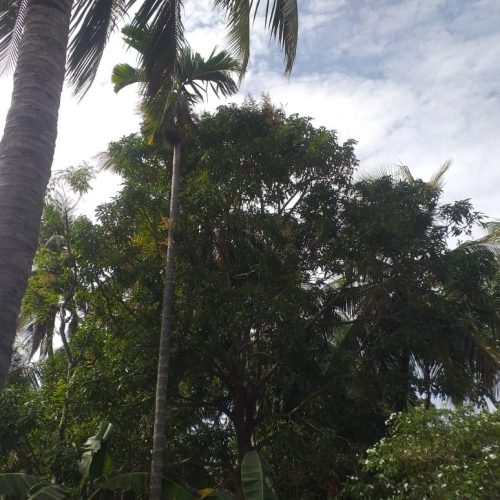 LAND-SALE-PALAMUNAI-6027-7