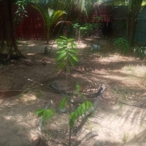 LAND-SALE-PALAMUNAI-6036-2