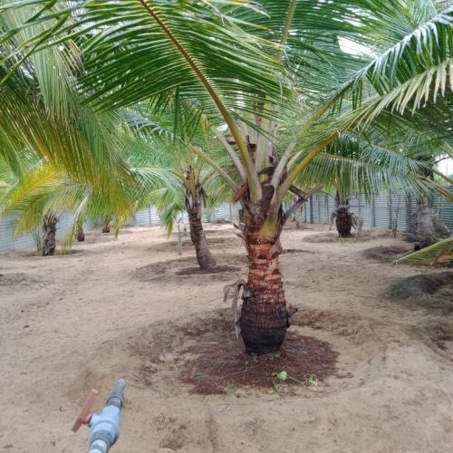 LAND-SALE-PALAMUNAI-6042-1
