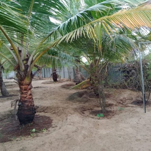 LAND-SALE-PALAMUNAI-6042-4