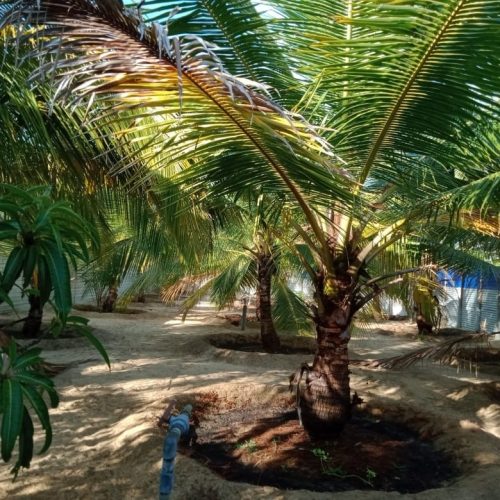 LAND-SALE-PALAMUNAI-6042-5
