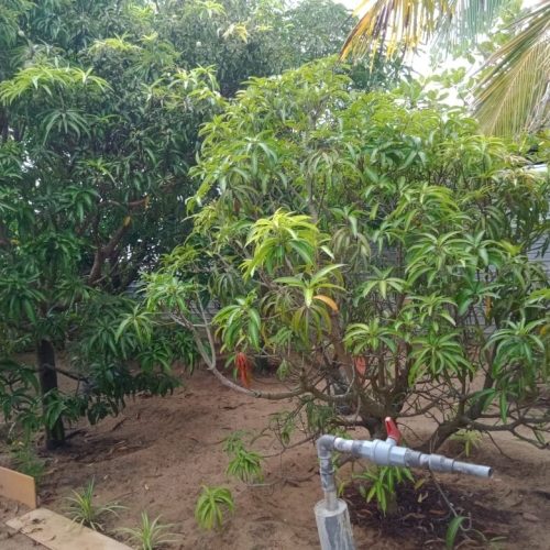 LAND-SALE-PALAMUNAI-6042-7