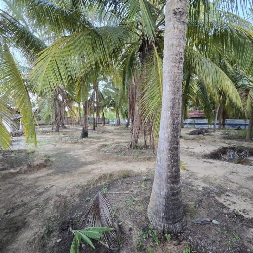 Land Sale Palamunai