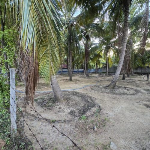 Land Sale Palamunai
