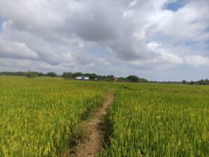 Vayal Land Sale Vaakarai