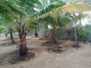 Land Sale Kattankudy Karbala