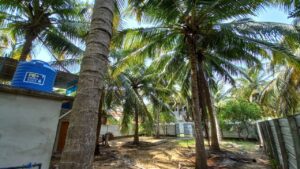 Land Sale Palamunai Kattankudy